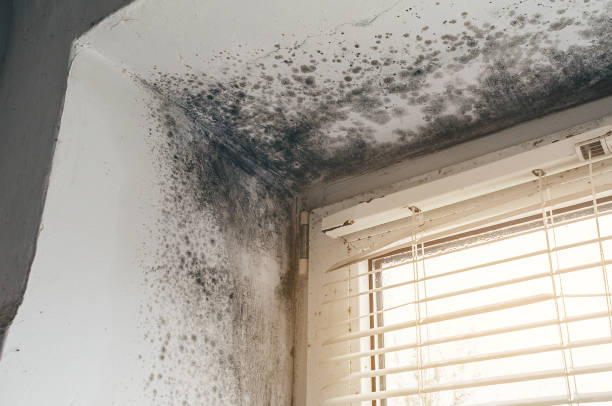 Affordable Commercial Mold Remediation solutions in Okanogan, WA